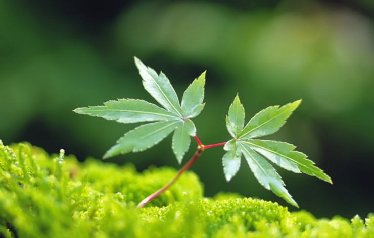 万物复苏,草长莺飞 此乃立春之时节