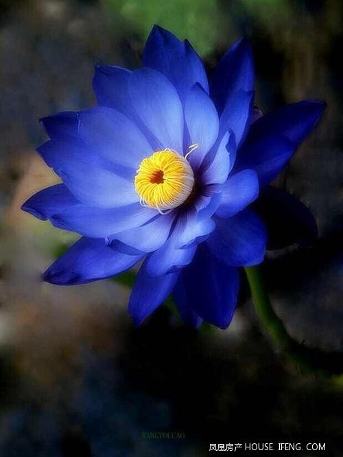 最美的蓝莲花,让滨海新天地帮您传达 --凤凰房