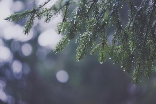 玛丽的花园:最美的是下雨天! --凤凰房产长沙