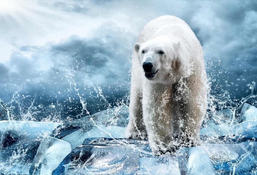 现在你也有机会体验极地生活 冰屋旁还有凶猛的"北极熊 极