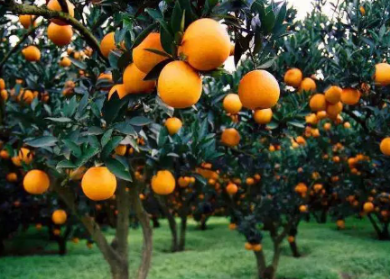 读懂大规划 长兴岛已经不属于崇明岛! --凤凰房