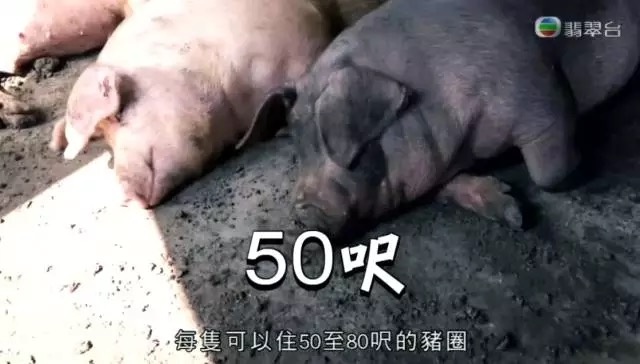 粤港澳大湾区 | 香港有感:纳米之都