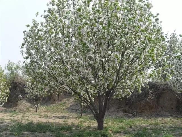 海棠图片高清图片 dac069576e4230916b40175db010cbfc.jpg