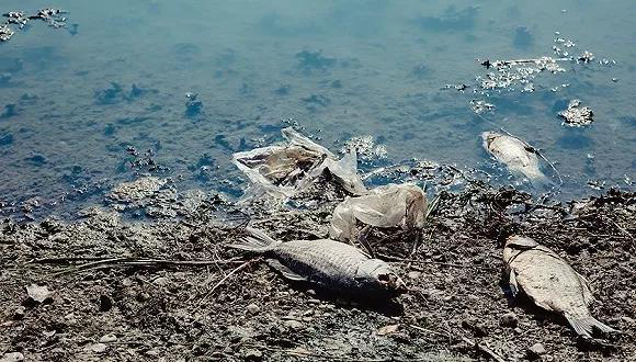 粗放式的经济模式和乱作为,让长江遭受到了不同程度的污染